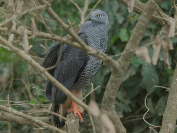 Langpootkiekendief (Geranospiza caerulescens)